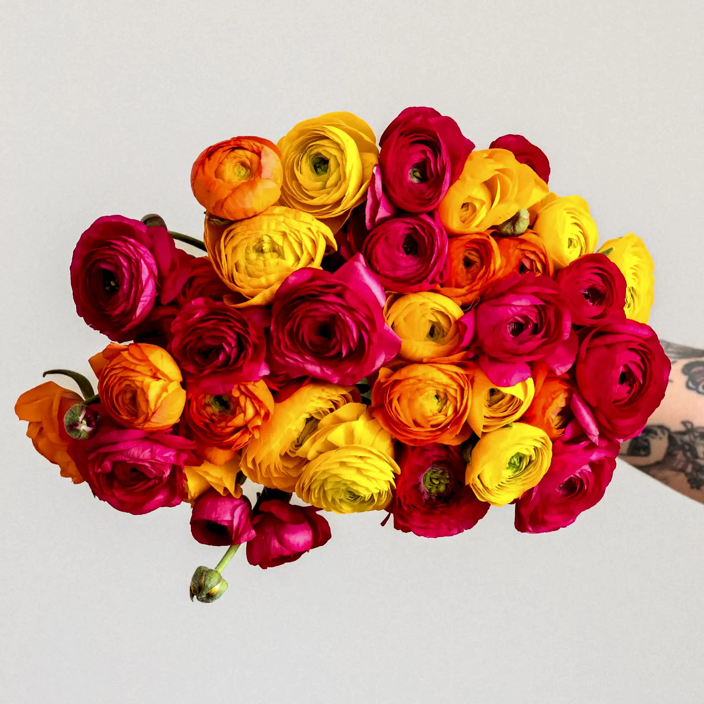 Grower's Choice Ranunculus x 2!