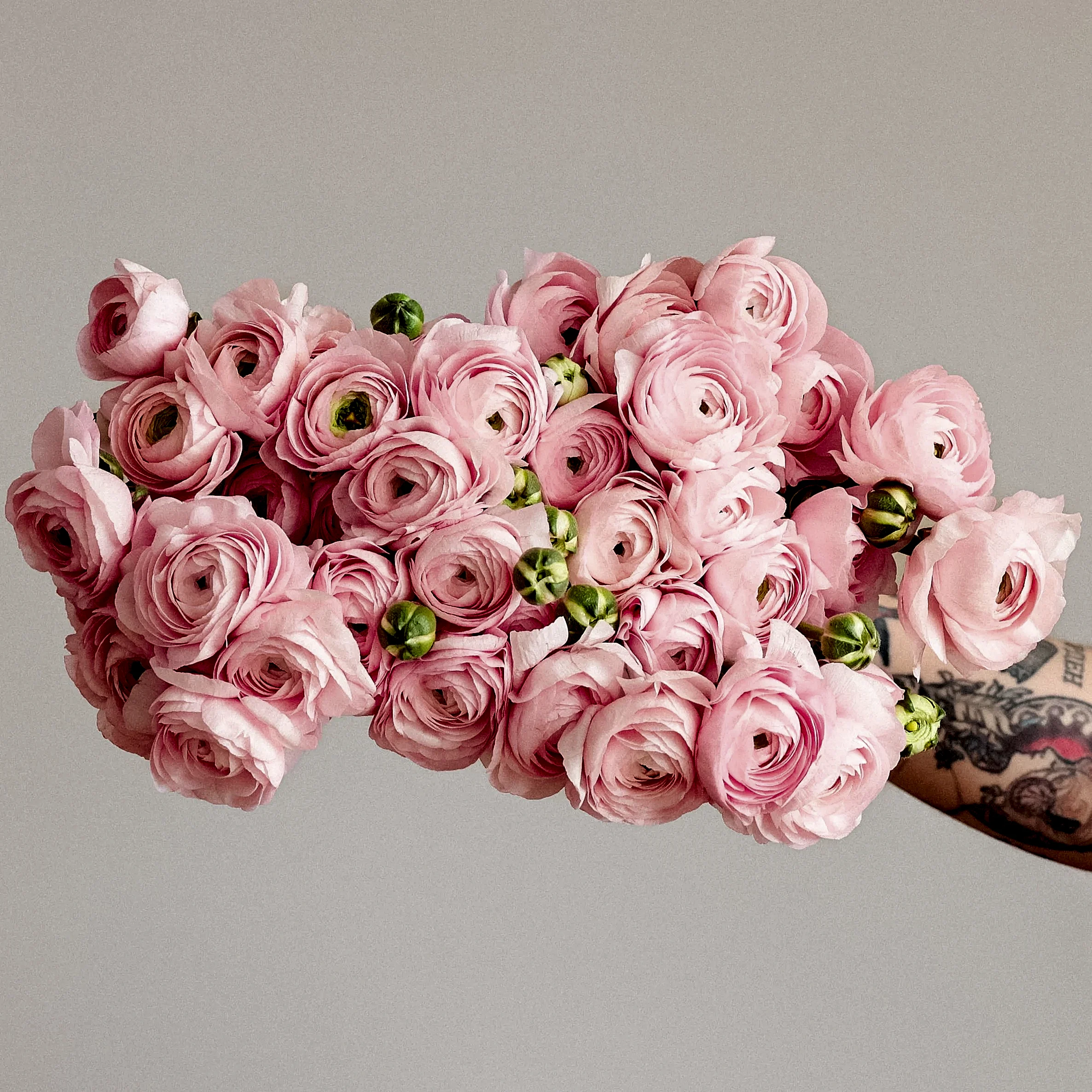 Christina's Favorite Specialty Ranunculus x2!