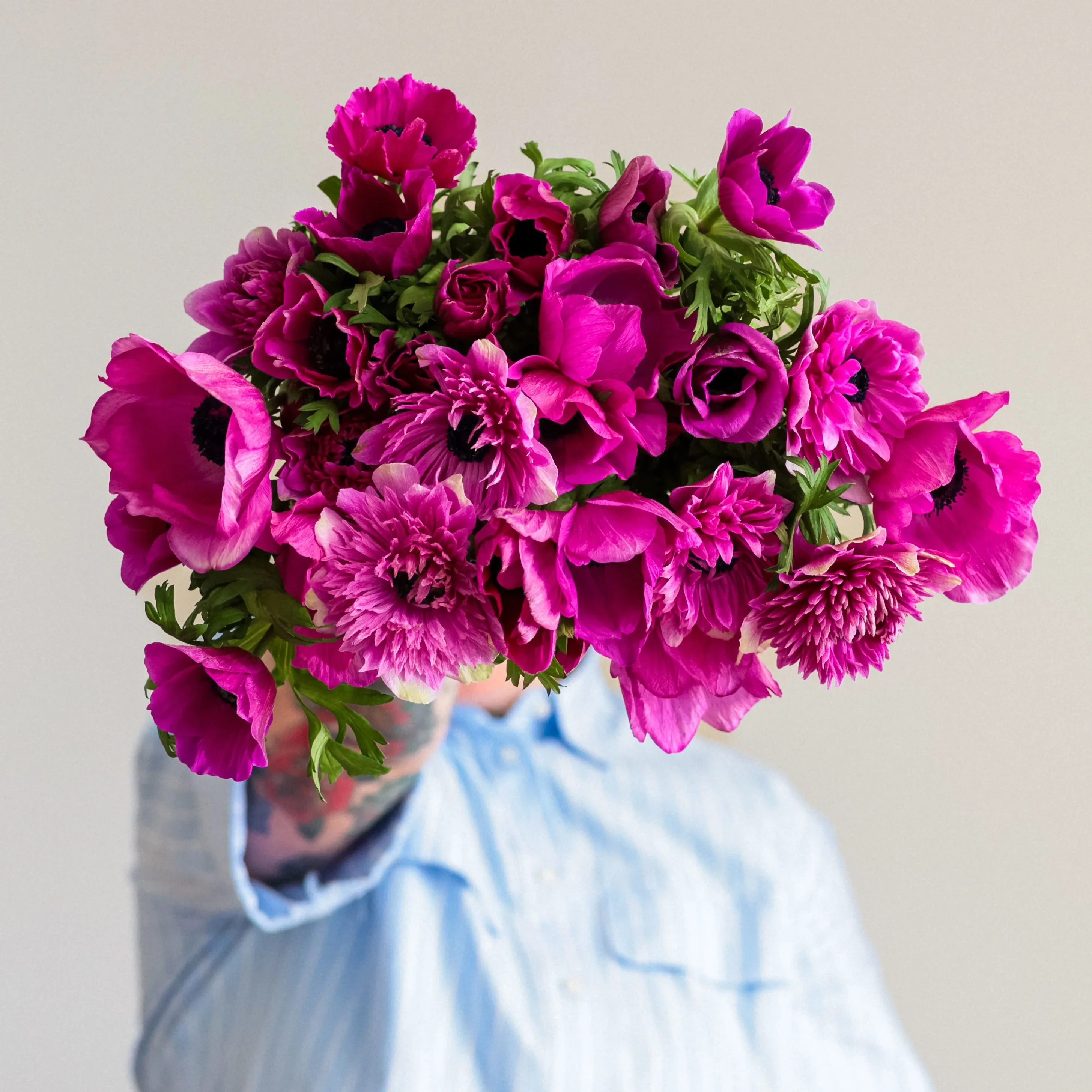 Grower's Choice Anemones x 2!