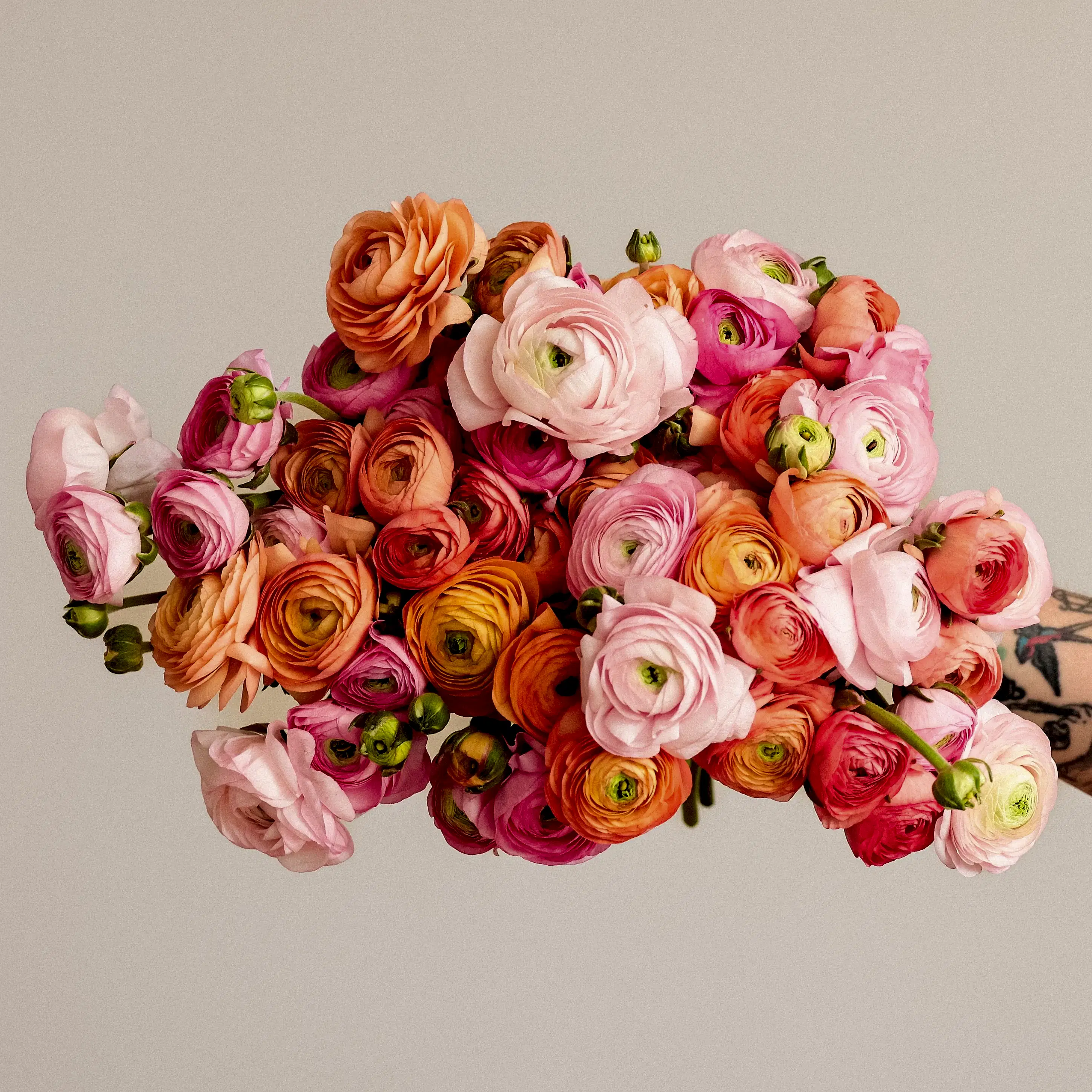 With Heart: Every Mother Counts Ranunculus x 3!