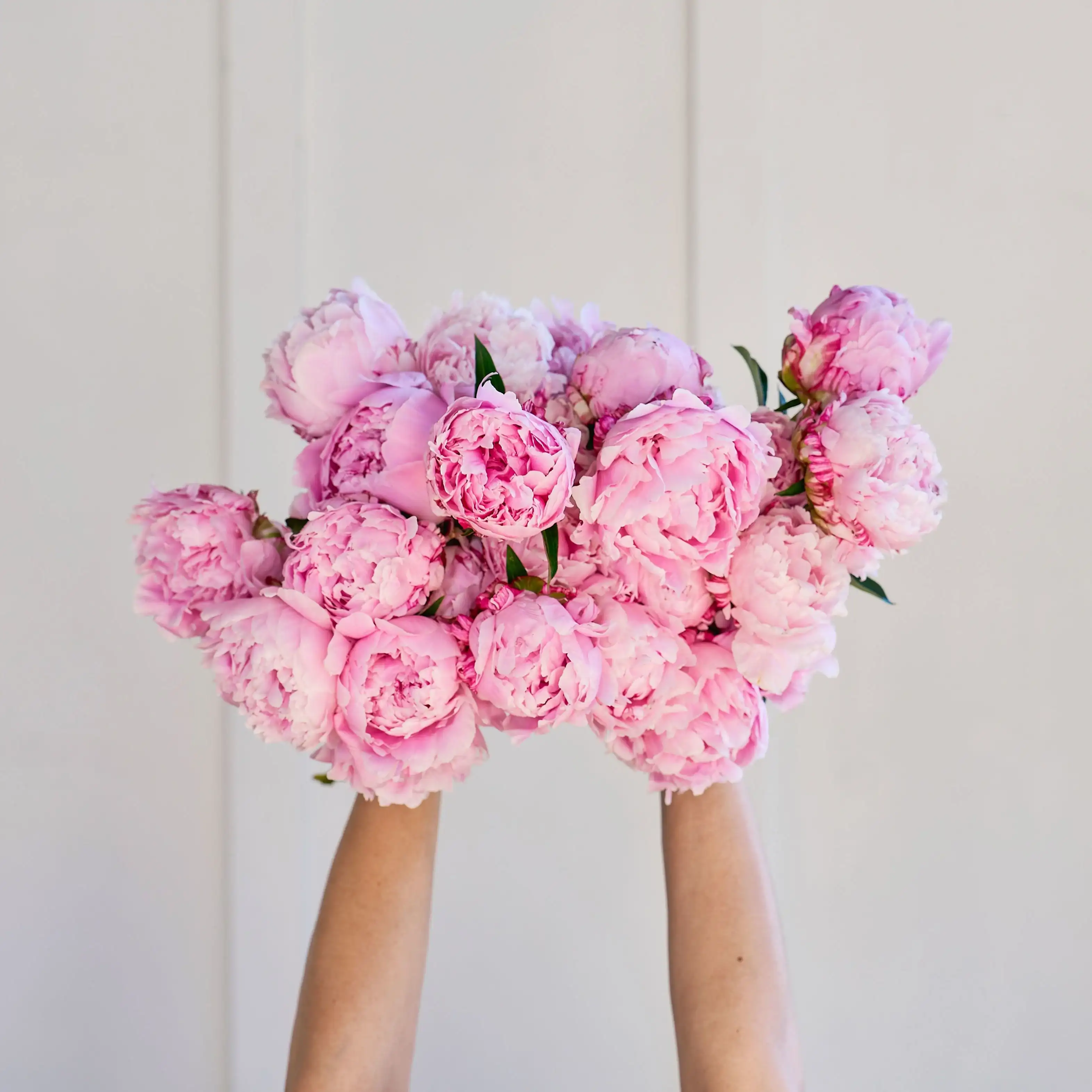 Plenty of Peonies!